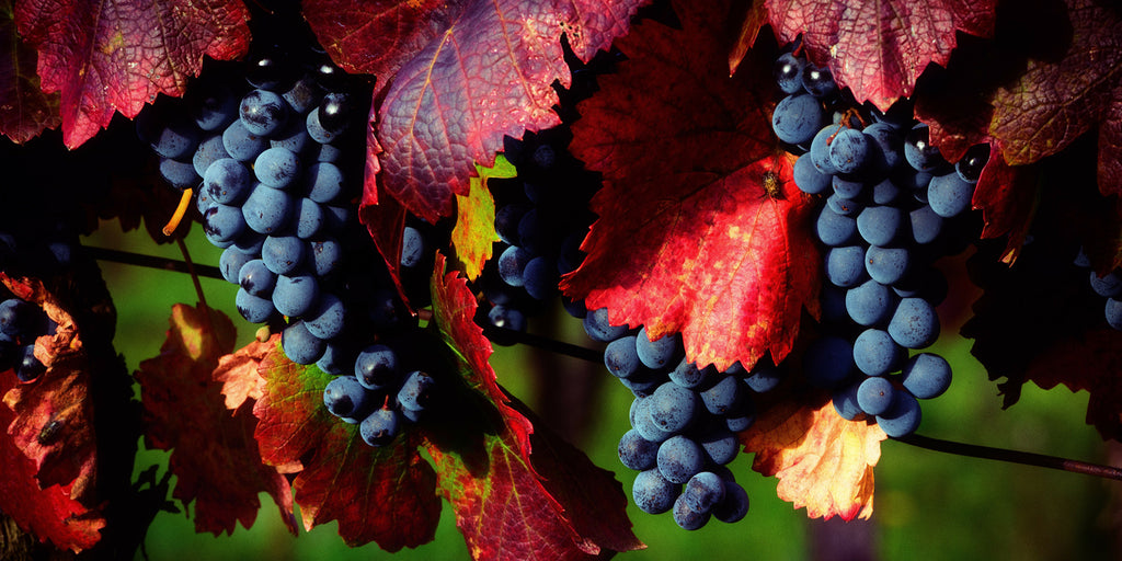 Fall Features